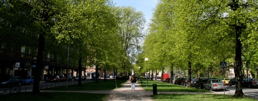 Stockholm trees